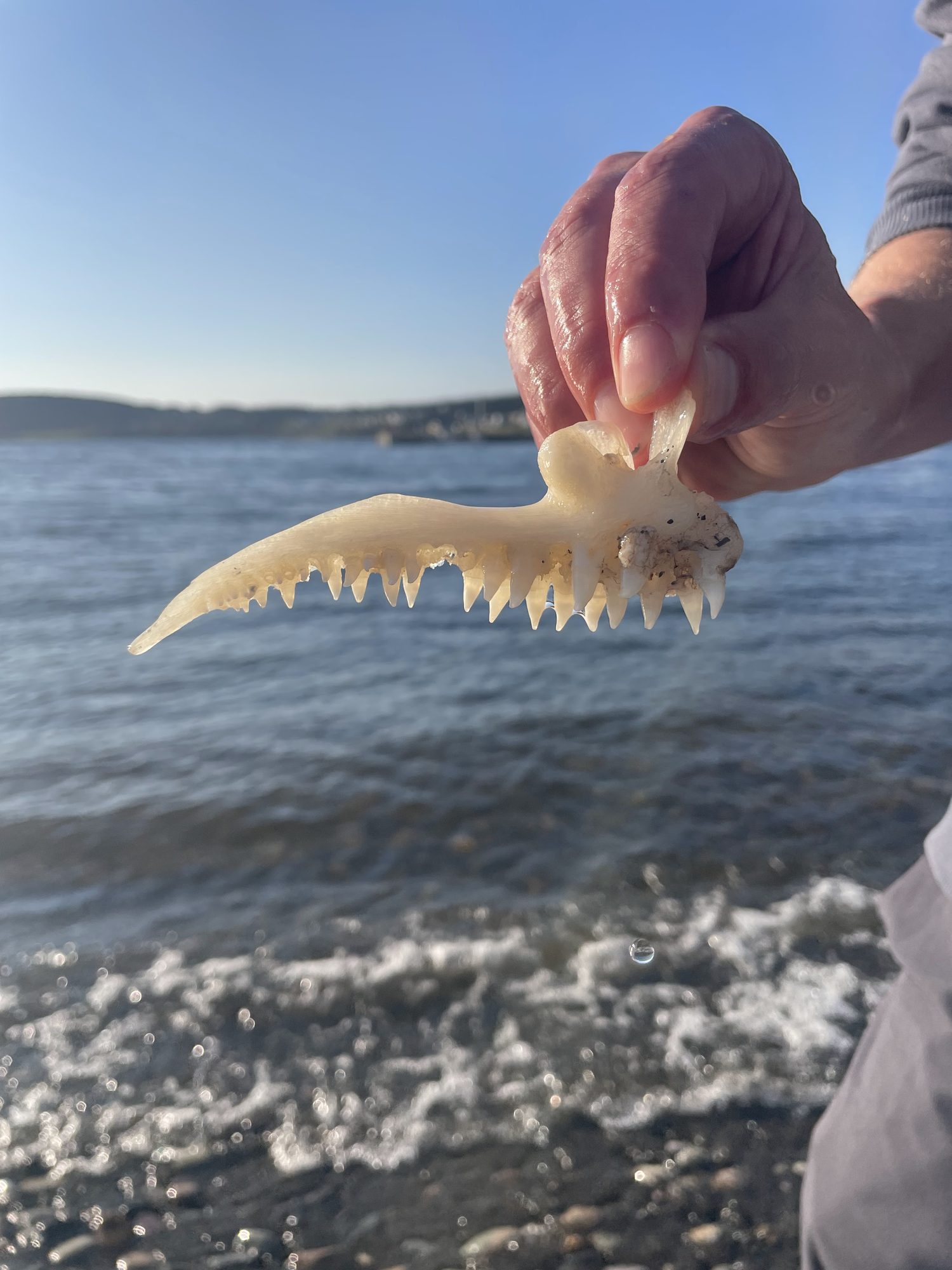 A small jawbone found on the beach